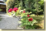 妙義寺、牡丹の花