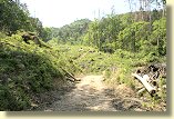 伐採地と林道