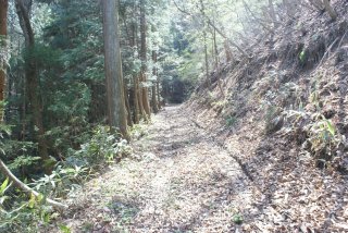 歩き易い林道